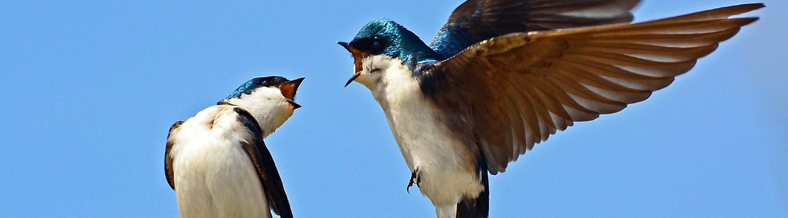 How Gen Z Became Rightwing